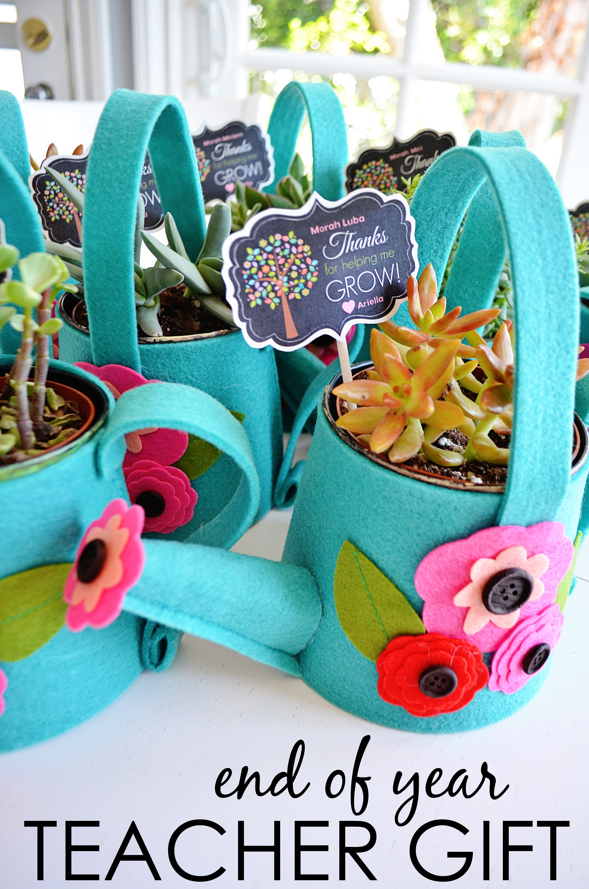 Potted Succulent Teacher Gift Potted Succulent Teacher Gift